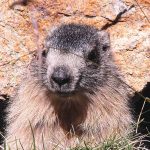 Randonnée Ariège marmotte