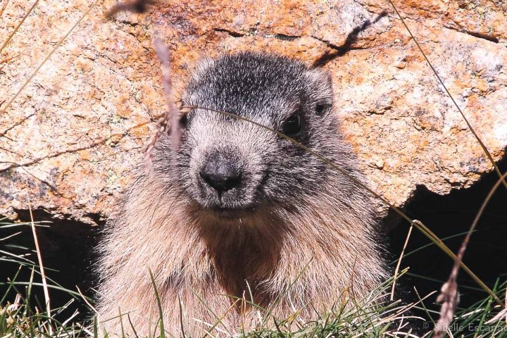 Randonnée Ariège marmotte